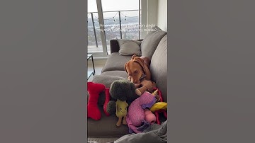 How many toys is too many toys for a dog? 🧸 #shorts #shortsfeed #puppy #puppyvideos #vizsla #dog