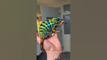 Animal Transformation 155 Animals Different Pablo Shorts Viralvideo Shortvideo Trollface 