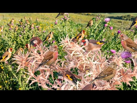 بتبتة حسون الشوك تحفيز الحسون على التغريد والهيجان علاج صمت الحسون goldfinch stimulation #birds 