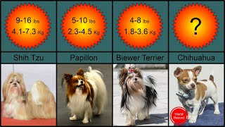 Top 35 Smallest Dog breeds in the World - Weight in lbs and kg (World record 🏆🏆) by Breyon 956 views 2 years ago 2 minutes, 24 seconds