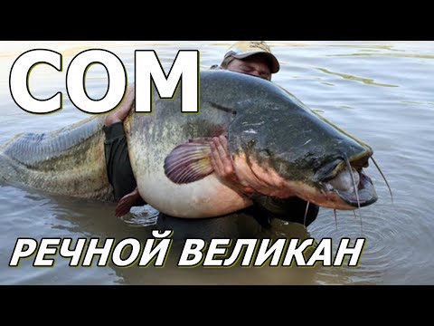 СОМ - Речной