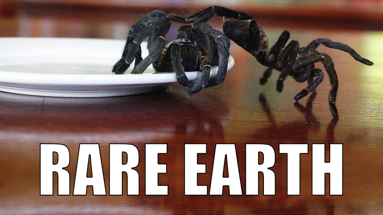 eating spiders to stay alive - follow the spiders instagram