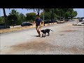 Dogo Español iniciacion de cachorro de 3 meses