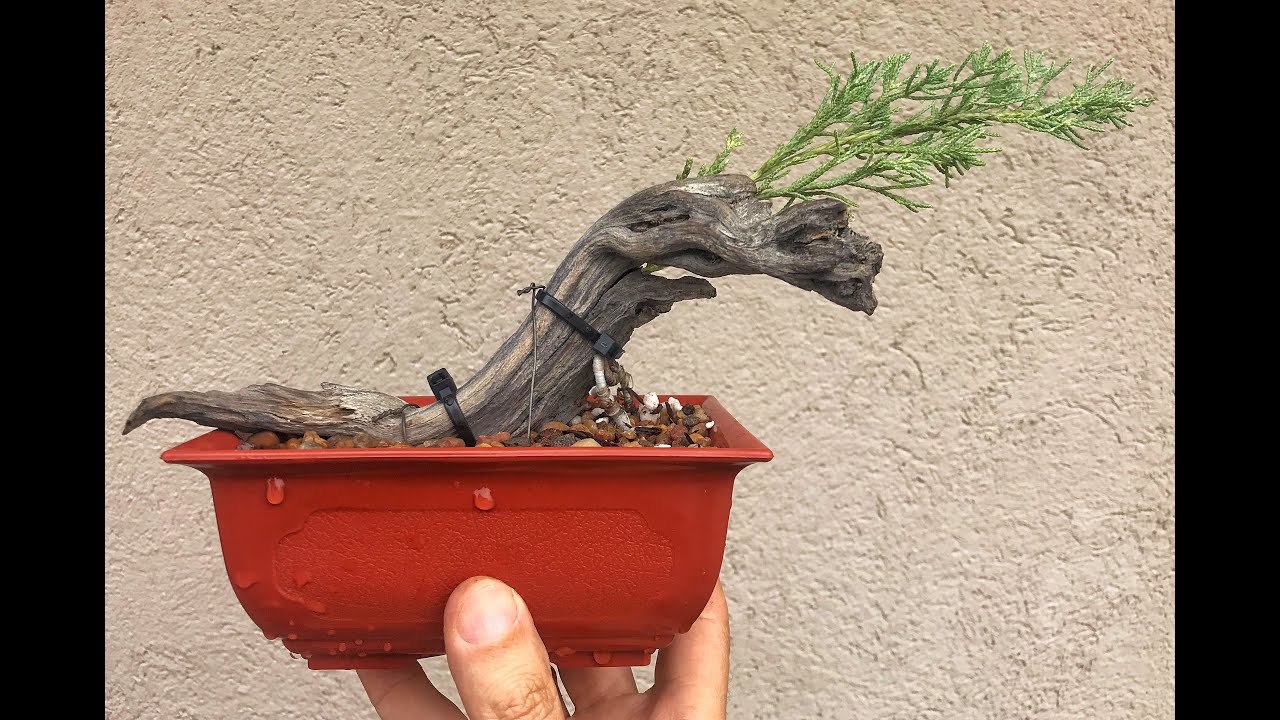 Tanuki Bonsai. Como hacerlos desde cero.