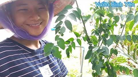 Hái lá cây rau ngót cao hơn 2m đem nấu canh mì gói ăn hết sảy