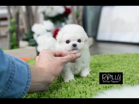 little white poodle