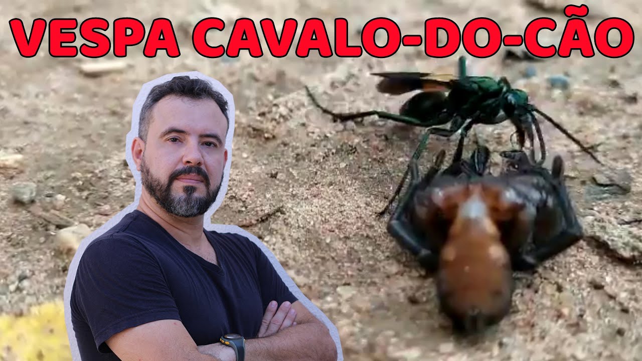 VÍDEO: Vespa 'cavalo-do-cão' trava duelo mortal contra aranha caranguejeira