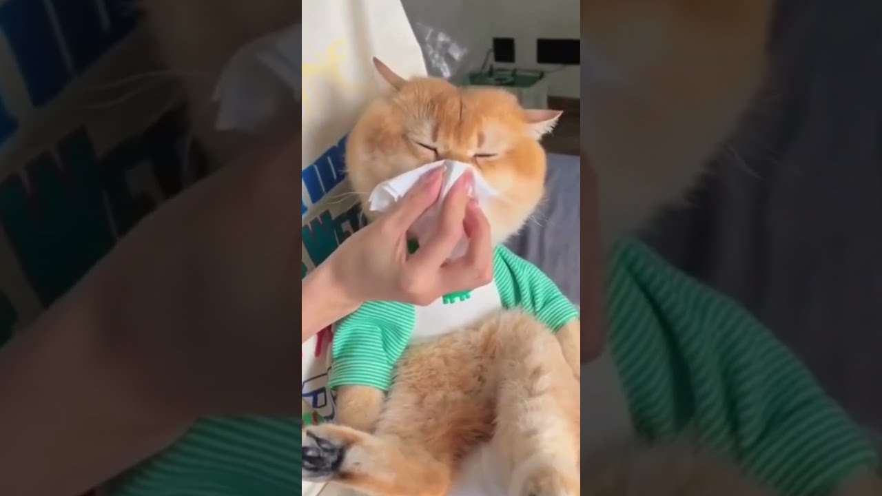 Cute Cat Blowing Nose. Cute animal moments.shorts YouTube
