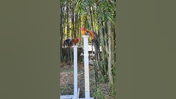 Bantam Phoenix Qaib Dib Tw Ntev #shorts #chicken #qaibdib #gamefowl #ayam #gallos #poultry #bantam