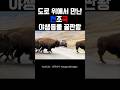 눈으로 보고도 믿기지않는 시속50km 거대 야생동물