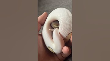 恥ずかしがり屋のニシキヘビ、ブロッサム #ボールパイソン #ヘビ #爬虫類 #アイダホ #ボイシ #ペット #ペット #毎日 #インスタグラム