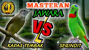 KAPAS TEMBAK VS SERINDIT GACORRR - Masteran Tembakan Tajamm Darii Sang Serindit