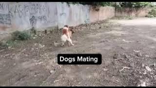 crazy dog mating