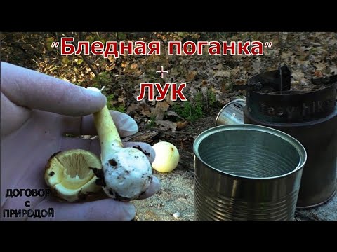 Если с БЛЕДНОЙ ПОГАНКОЙ сварить лук?