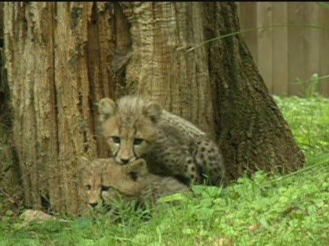 Video: Pet Scoop: Gradina zoologica D.C. va numi ghepardii dupa olimpieni, adulti de la adapost Hit Capitol Hill