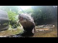 カワウソさくら カワウソと川に行ったら野生が爆発した When the otter went to the river, it became wild