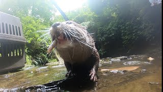 When the otter went to the river, it became wild