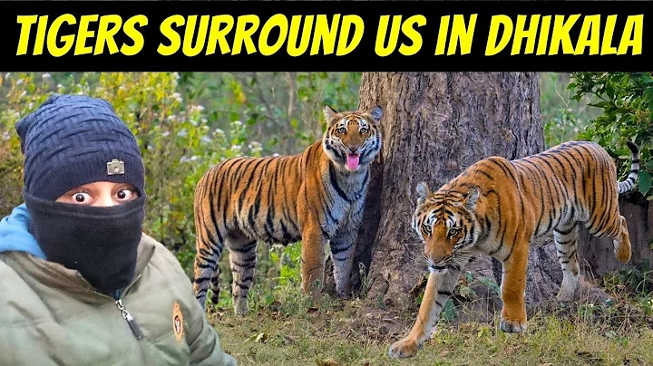 Tigers Surround us in Jim Corbett Dhikala Jungle Safari | How to Book Dhikala FRH