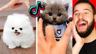 Los Animales Más Divertidos |  Lo Mejor Del 2020 Videos divertidos De Animales En TikTok