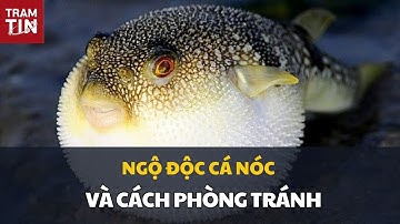 NGỘ ĐỘC CÁ NÓC VÀ CÁCH PHÒNG TRÁNH
