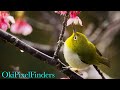 Japanese White Eye - Mejiro - Sakura Cherry Blossom with Nikon Z9 500PF Okinawa Birding