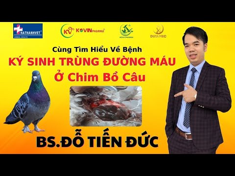 Video: Sâu hại Vườn Ban Công - Thông Tin Kiểm Soát Chim Bồ Câu Trên Ban Công
