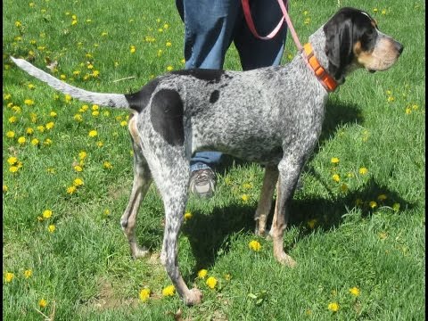 spotted coonhound