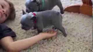 Meet Mika the Blue French Bulldog(Some clips of Mika cruising around doing puppy stuff and hanging out with her pack. Mika is reserved, but her sister and brother are looking for a forever home., 2014-02-27T01:25:55.000Z)