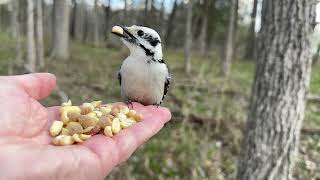 Hand-feeding Birds in Slow Mo - Downy Woodpecker, Black-capped Chickadee