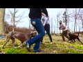 1-Year Old Pit Bull-Mix, Bruce! Pit Bull Dog Training | Best Pit Bull Dog Training 1-Year Old Pit Bull-Mix, Bruce! Pit Bull Dog Training | Best Pit Bull Dog Training