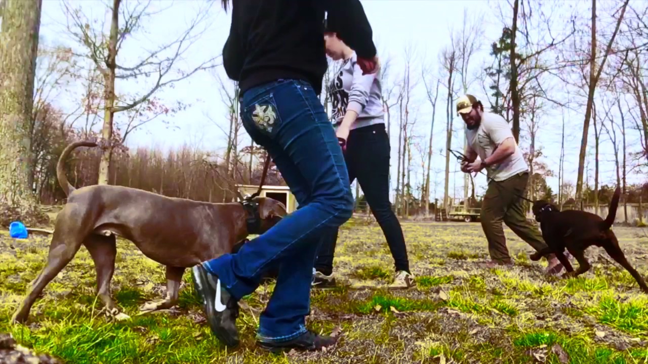 1Year Old Pit BullMix, Bruce! Pit Bull Dog Training Best Pit Bull