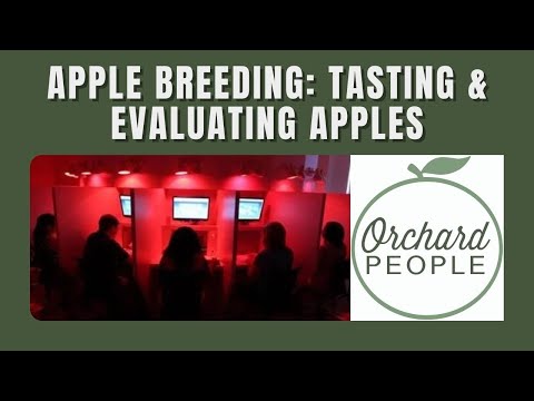 Apple Breeding: Evaluating New Apples at Vineland Research and Innovation Centre