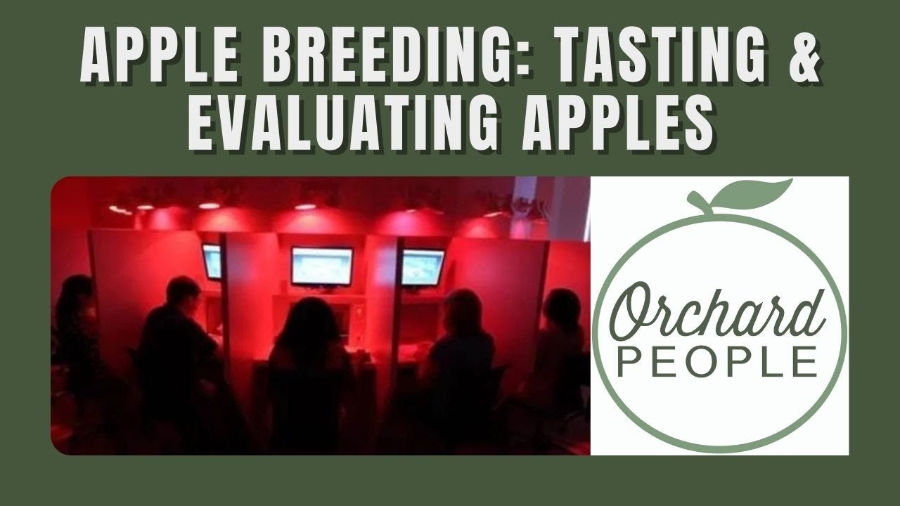 Apple Breeding Evaluating New Apples At Vineland Research And apple-breeding-evaluating-new-apples-at-vineland-research-and
