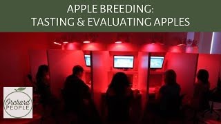 Apple Breeding: Evaluating New Apples at Vineland Research and Innovation Centre by Orchard People 202 views 6 months ago 4 minutes, 32 seconds