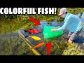 FISH TRAP Catches COLORFUL AQUARIUM FISH for my NEW POND!!