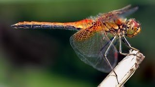 Стрекоза - Dragonfly HD
