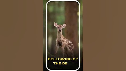 Animal Ringtones App