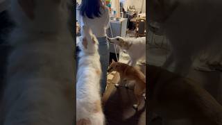 お姉ちゃんお帰り〜のワンズ#犬 #ボルゾイ #癒し