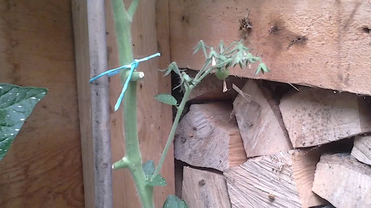 TomatoHomeMadeLiquidPlantFoodExperiment " Part 4 " 8 Home Made Liquid