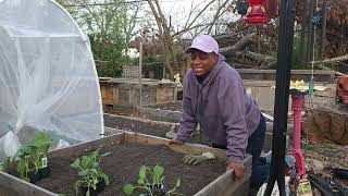 putting together an arch trellis/planting collard greens#gardening #climbingrose #flowergarden