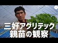 【いちご栽培】三好アグリテックさんから購入した親苗を観察！一流メーカーの細やかな配送時の荷崩れ防止対策！