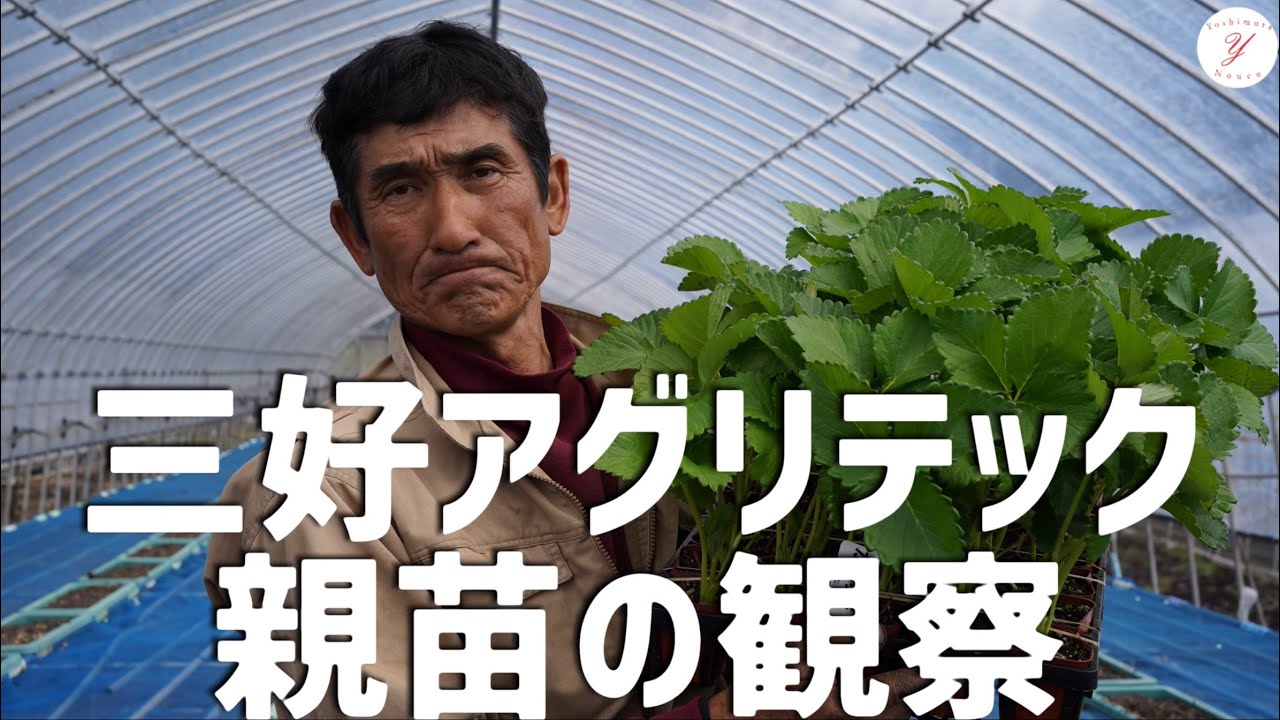 千日紅いちご畑リース　pd 2026年春収穫分】【食べ比べ】 いちご8パック ｜ レッドパール 紅い雫