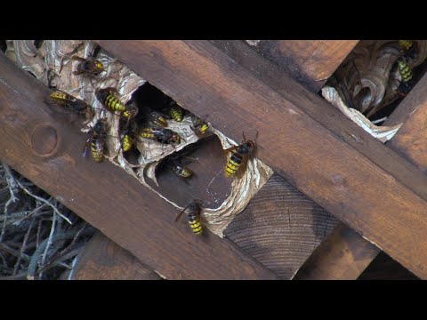Wideo: Jak pozbyć się gniazda osy