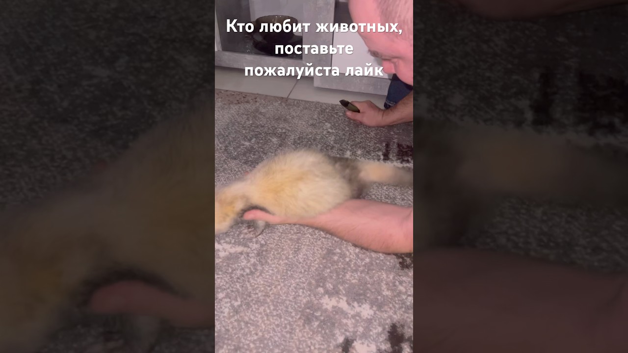 Больше 10 укоков в день, очень сильные обезболить и огромнамная доза гармонов. 