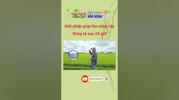 Giải pháp giúp lúa cứng cây đứng lá trong 24 giờ #shorts #kythuatcanhtaclua