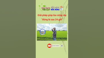 Giải pháp giúp lúa cứng cây đứng lá trong 24 giờ #shorts #kythuatcanhtaclua