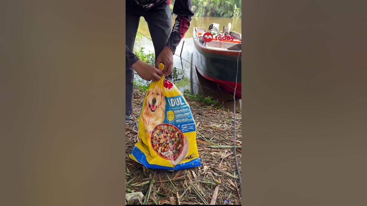 在马来西亚河上漂浮的袋子中发现活猫 – YouTube