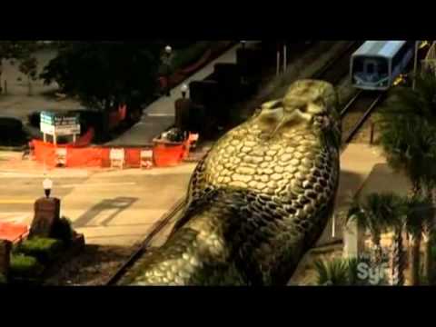Mega Python vs. Gatoroid43