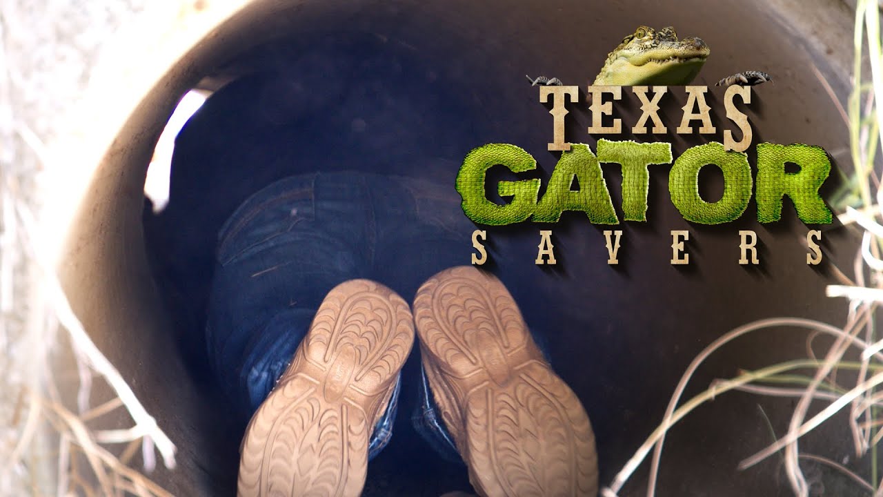 Hot, Angry Gator Stuck in a Narrow Culvert | Texas Gator Savers | EarthX