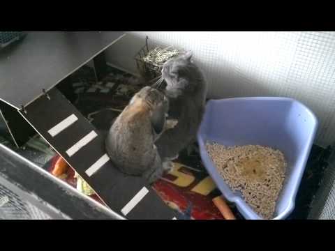 Video: Raskaana? Pidä Kissa